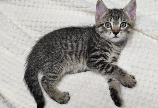 Beautiful kittens
