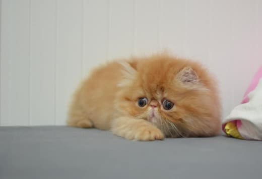 Persian Kittens For Sale