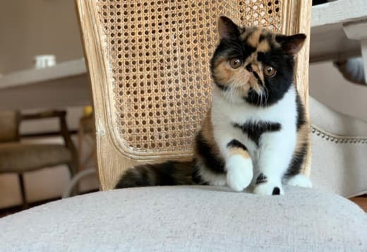 Persian Kittens Available