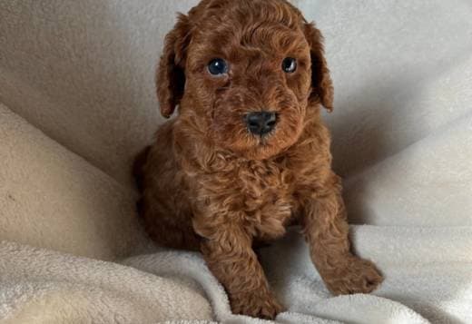 Toypoodle max