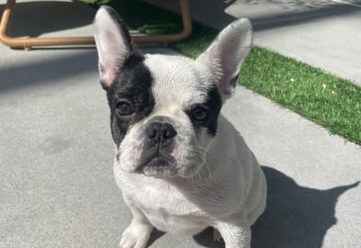 French Bulldog 6 months Female