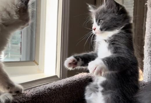 Sweet Maine coon/Russian blue mix kitten