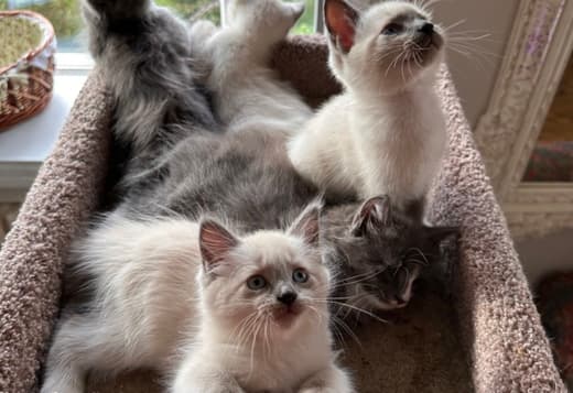 3 make kittens