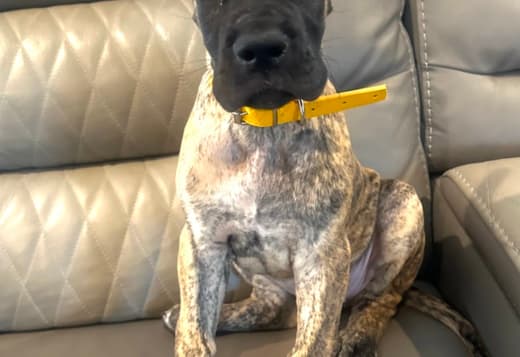 AKC Great Dane Brindle puppies