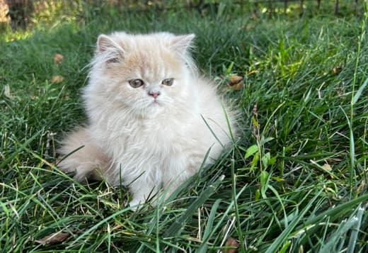 Persian kitten