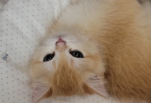 The Cutest British Shorthair