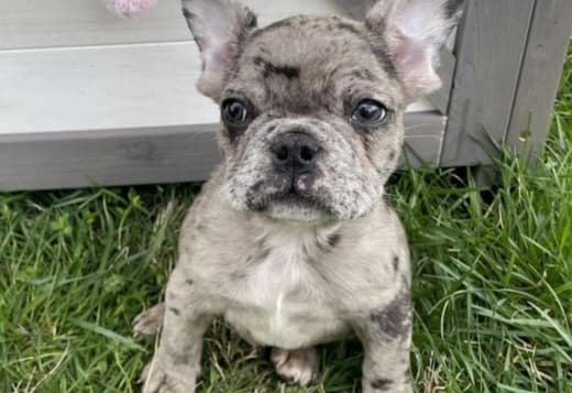 French Bulldog Litter of Puppies For Sale