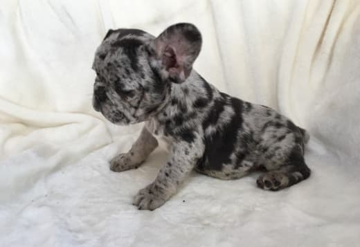 New Shade Merle French bulldog puppies for sale