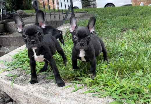 Female French bulldog 4 months old