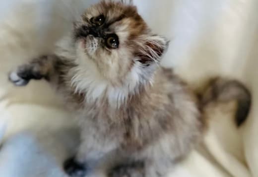 Silver patched tabby female Persian