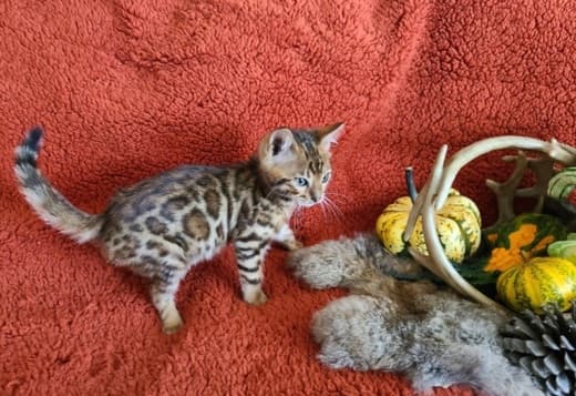 TICA BENGAL KITTENS