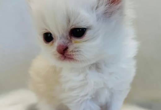Cream and white Persian male