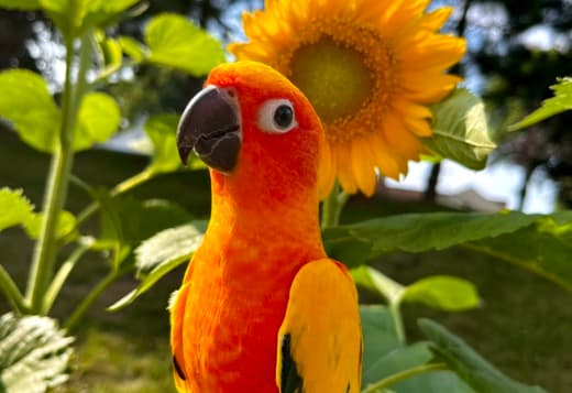Sun Conure