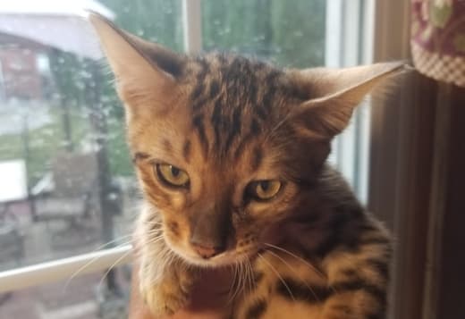 TICA registered Bengal Kittens on sale