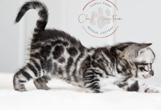Silver Bengal with big clouded rosettes