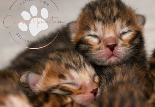 Brown Bengal Kittens with Beautiful Clear Rosettes