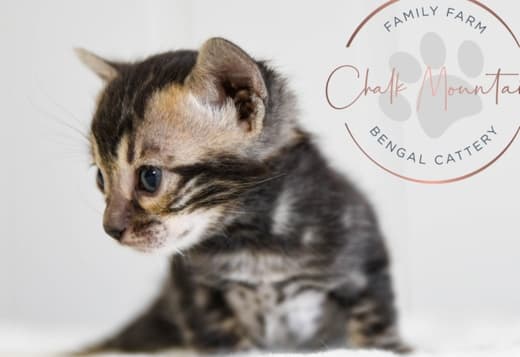 Marbled Bengal Kitten Available in Texas
