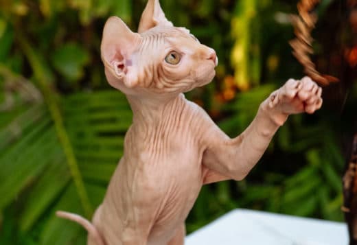 Sphynx kittens in Honolulu, Hawaii