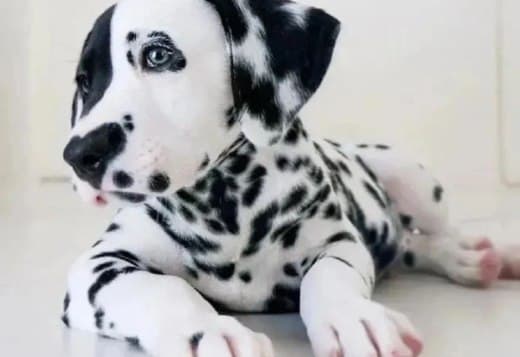 We Have A Male And Female Dalmatian Beautiful Puppies