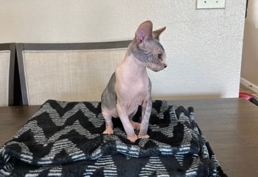 Sphynx