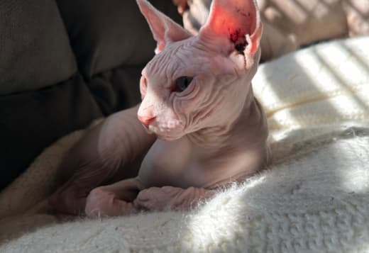 Young Adult Sphynx cats