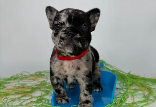 French Bulldog up and ready now
