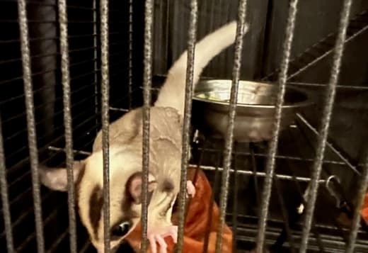 2 young sugar gliders looking for a new home