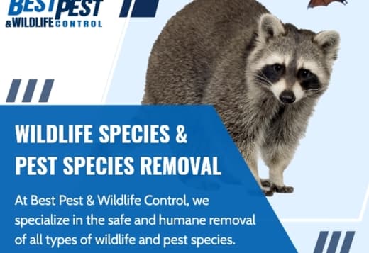 Best Pest & Wildlife Control