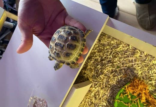 Lovely male and female Tortoise