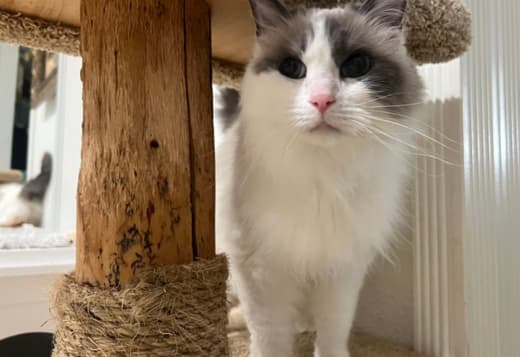 Purebred Female Ragdoll