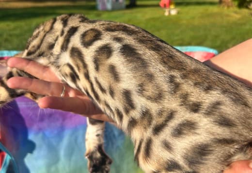 bengal kittens sundownbengals