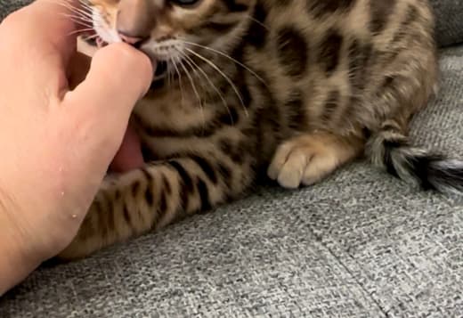 Bengal Kittens