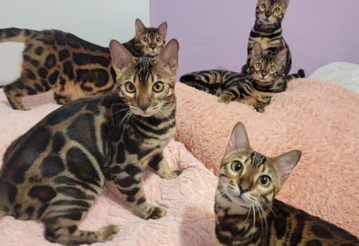 Bengal babies from Jungle Kitten