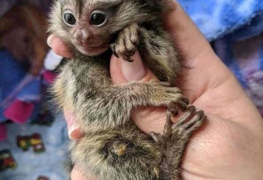 BUY MARMOSET MONKEYS Online