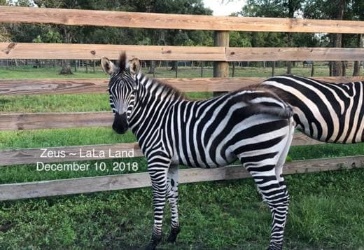 TWO ZEBRAS FOR SALE
