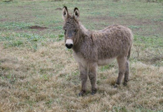 DONKEY FOR SALE