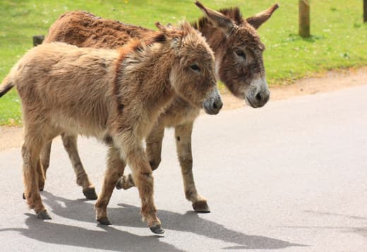 DONKEY FOR SALE