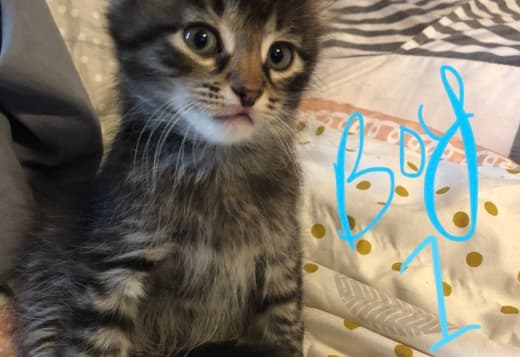 Kittens ready for their new homes!