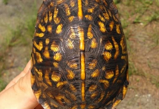 We breed and sell a wide variety of reptile species