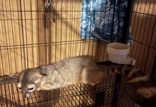 Miners Cat (Ringtail Cat)