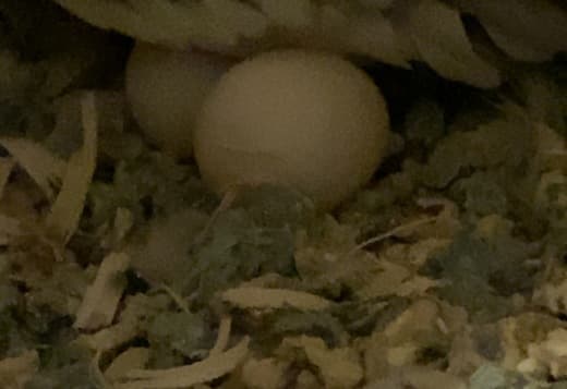Cockatiels For Sale SOON