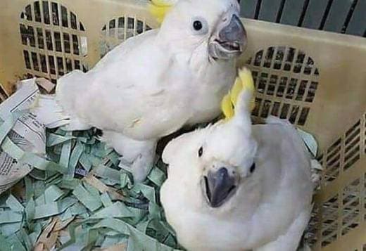 UMBRELLA COCKATOO PARROTS READY FOR NEW HOMES