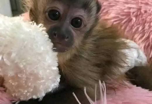 CAPUCHIN MONKEYS FOR SALE