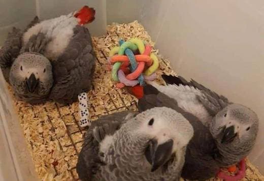 BEAUTIFUL AFRICAN GREY PARROT