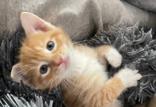 Mixed orange ragdoll kitten
