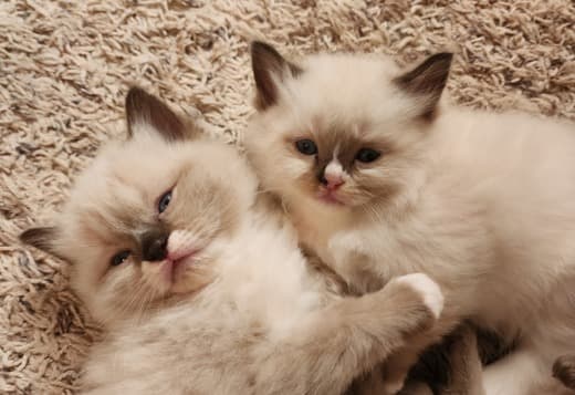 Ragdoll/persian