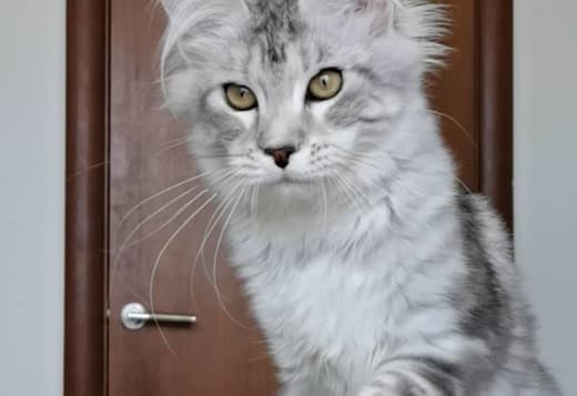 Beautiful Main coon kitten