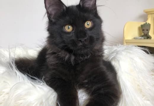 TC Adorable Main coon Kitten available