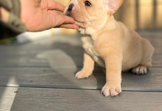 male Purebred French Bulldog for xmass ready