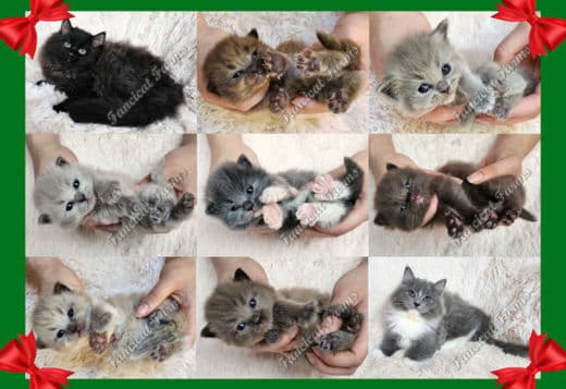 Fluffy Sweet TICA Ragdoll Babies, Variety of Colors!